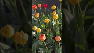 Фестиваль тюльпанов в Санкт-Петербурге 2024 #цпкио #елагиностров #tulip #chill