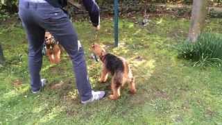 Welsh Terrier Playing With A Rope & Ring Welsh Terrier Spielen Mit Seil & Ring