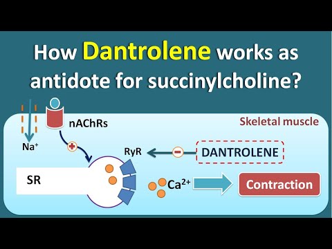 How Dantrolene works as antidote for Succinylcholine