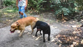 Beautiful Labradors Joy and Jasmine. Waiting for puppies.