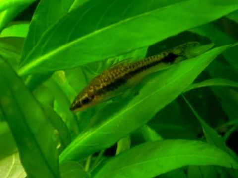 Limpa vidros (Otocinclus affinis)