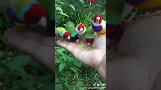 Man Giving Food To Birds Tiktok Viral Video Newsofworld