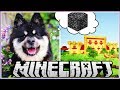 My Dog Helps Builds My Minecraft House!