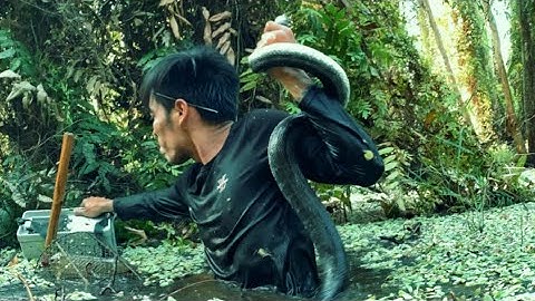 Đặt Lờ Cá Trong Rừng Lâu Năm Thu Phục Rắn Khủng || Fish Traps in The Forest Catch Big Snakes