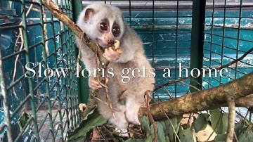 IFAW-WTI Releases Slow Loris Back to the Wild