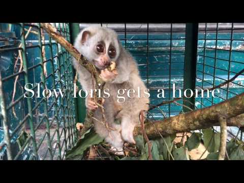 Video: Pet Scoop: Slow Loris păstrat ca Pet eliberat în sălbăticie, Cruciada Singer pentru a salva Cat pierdut