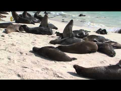 Video: Vstupné Na Galapágy Sa Zvyšujú