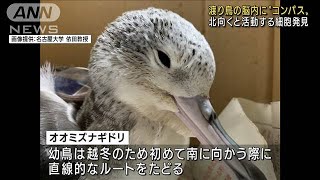 渡り鳥脳内に“コンパス”細胞　北向きで活発に活動(2022年2月5日)