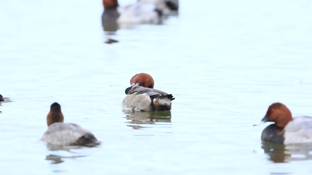 ♪鳥くん野鳥動画（新潟県・瓢湖）メジロガモXホシハジロ雑種♂FerruginousDuckXCommonPochardHybrid - YouTube