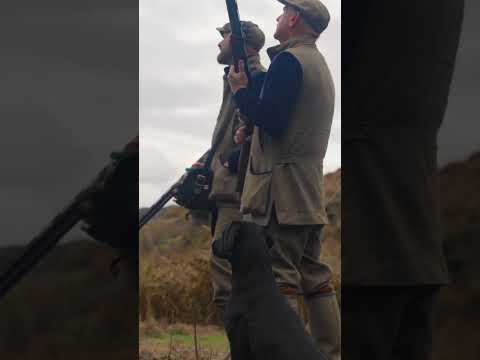 Driven Game Shooting with a Black Lab