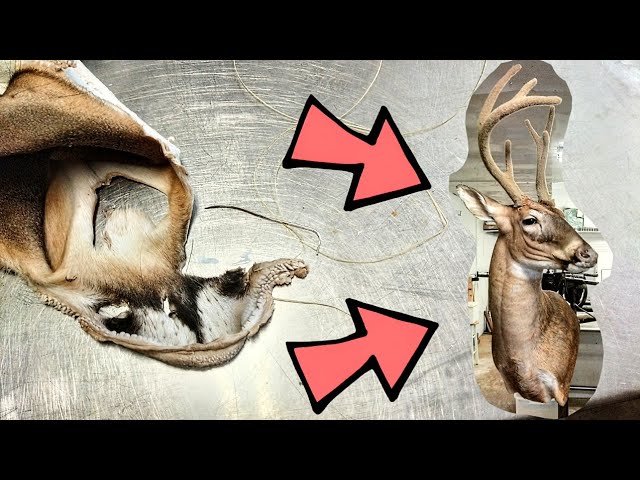 How to de-flesh a deer hide – My Life On The Land