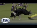 Nimble the allamerican dog wins the 12 class in the masters agility championship  westminster
