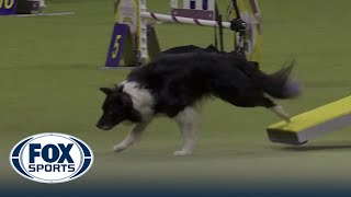 Nimble the AllAmerican dog wins the 12' class in the Masters Agility Championship | Westminster