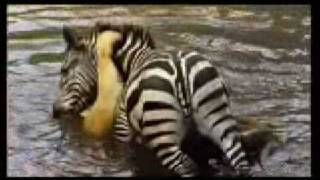 Zebra Drowning a Lion Something I saw on discovery.