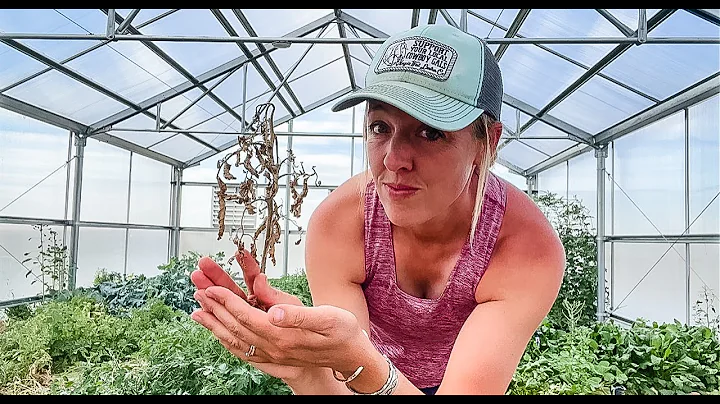 The Surprising Reason I Killed 150 Tomato Seedling...