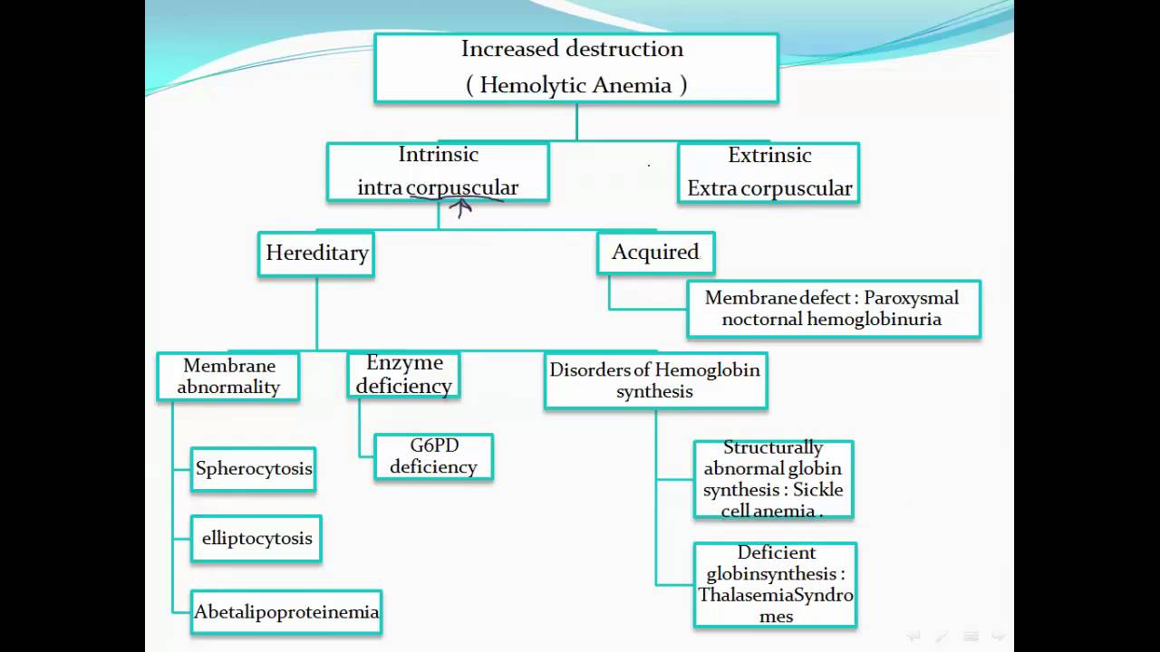 HLS Pathology - Red Blood Cells Disorders - YouTube