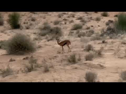 Gazelles in Dubai Desert Conservation Reserve.