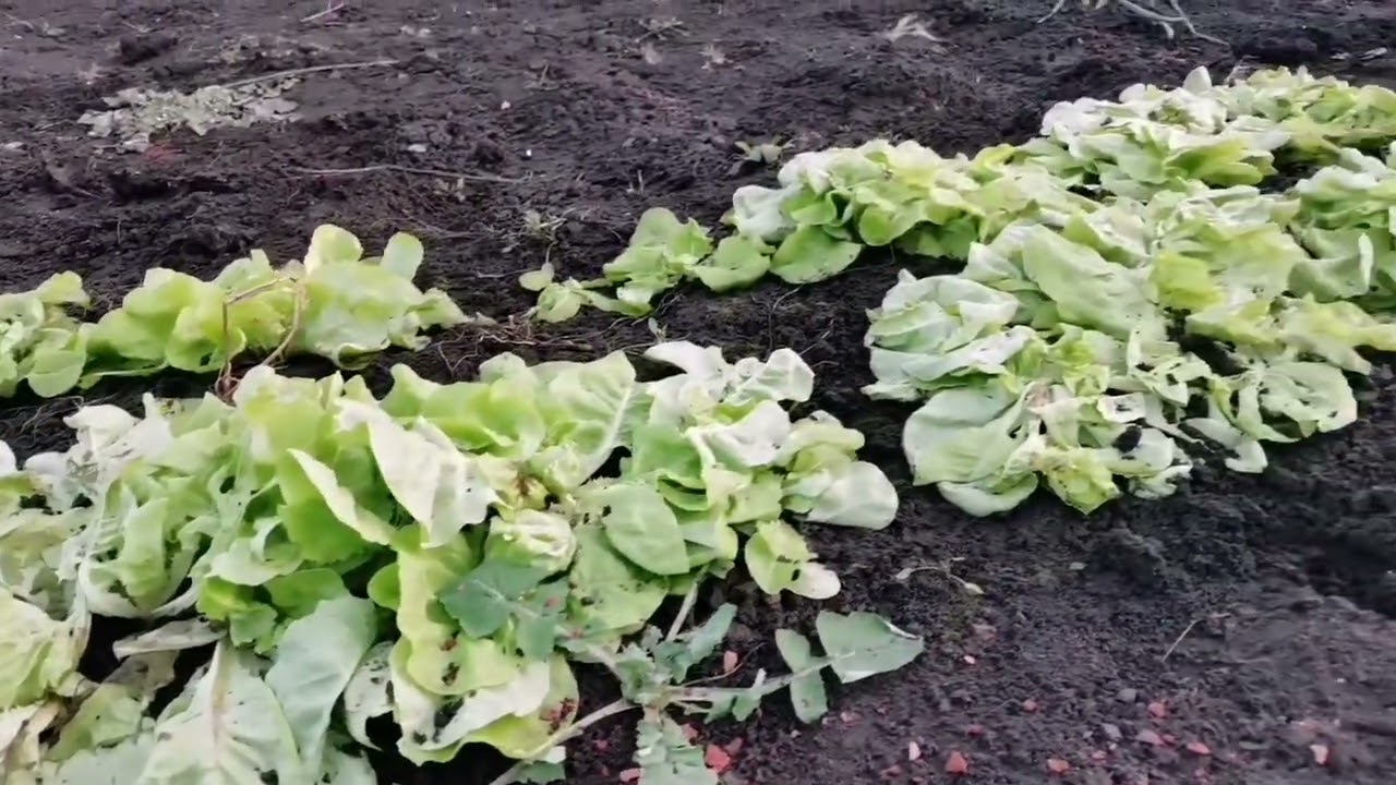 Așa ați văzut?  Salata din grădină Să am poftă. 
