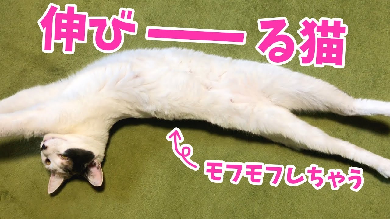 撫でるたびに伸びる 猫をモフモフしてみた おまけのクリームパン付き Youtube 撫でるたびに伸びる 猫をモフモフしてみた おまけのクリームパン付き Youtube