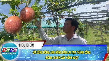 Gò Công Đông: Anh nông dân lai tạo thành công giống chanh dây hồng ngọt