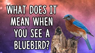 What Does It Mean When You See a Bluebird?