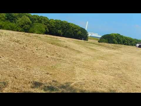 山品丈二ブリーダーからお迎えしたシェットランドシープドッグ：ルナちゃん