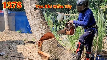 Vua Khỉ Miền Tây cưa hạ nhiều cây Dừa c.hết ngọn ở Đồng Nai Cutting coconut trees