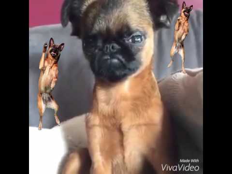 doggie downers youtube