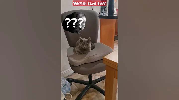 Watch the video about British Blue Shorthair cat, won't move out of my chair! #britishshorthair #funny #britishbluecats