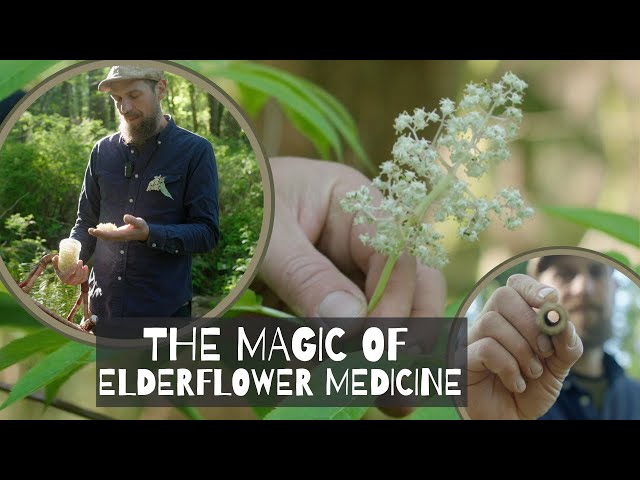 The Magic of Elderflower Medicine class=