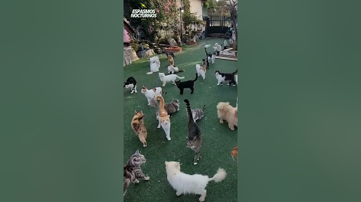 La isla de los Gatos 🙀🏝️#gatos #isladelosgatos #catisland