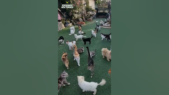 La isla de los Gatos 🙀🏝️#gatos #isladelosgatos #catisland