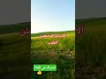 ٱلا بذكر الله تطمئن القلوب اكسبلور  ترند حكمة اليوم كرتون  اقنباسات لايك وصفات