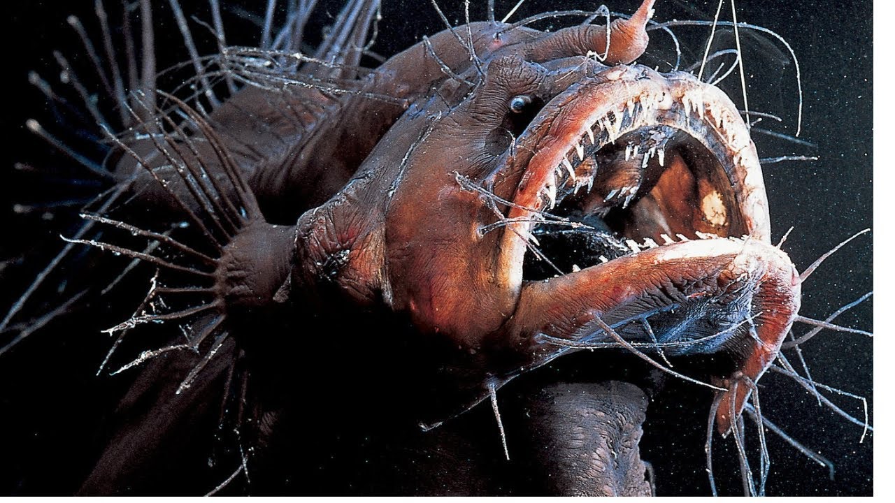 VIUMBE wa AJABU wanaopatikana MARIANA TRENCH, sehemu ya BAHARI yenye kina KIREFU zaidi, Wanatisha!