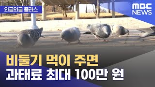 [와글와글 플러스] 비둘기 먹이 주면 과태료 최대 100만 원 (2025.07.02/뉴스투데이/MBC)