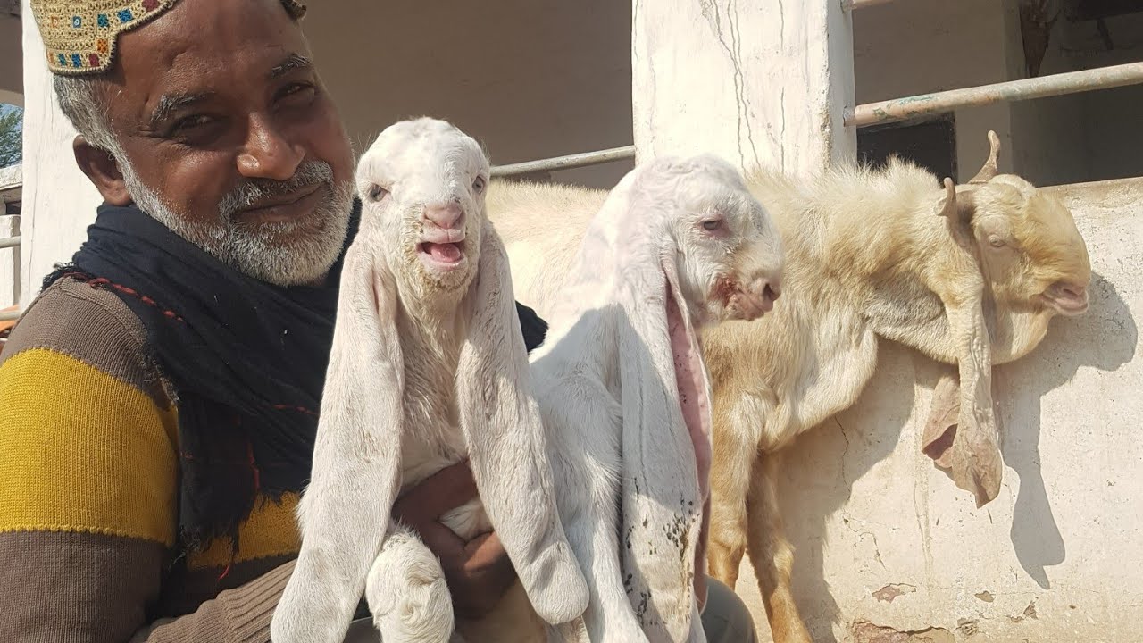 Gulabi Goat Farm of Dsp Ahmed Complete Documentary