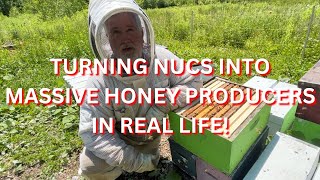 Turning nucs into massive honey producers in real life