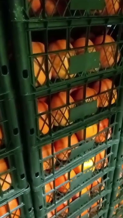 Азербайджанская хурма – это качественный продукт, богатый витаминами ...