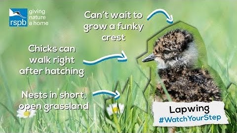 Watch your step - birds nesting on the ground!