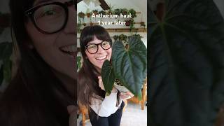 These Anthurium have made such amazing progress, I can’t even believe it’s already been a year!