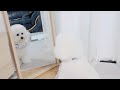 Puppy vs. Mirror | Funniest Reaction!