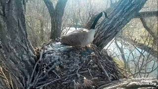 Decorah Goslings Did The Leap Of Faith I see 5 04 26 2023