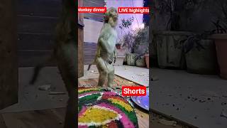 Live highlight  #trending #shortsfeed  #youtubeshorts  #ytshorts #monkey #langdabandar #viral
