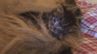 German Shepherd adopts Orphan Kittens