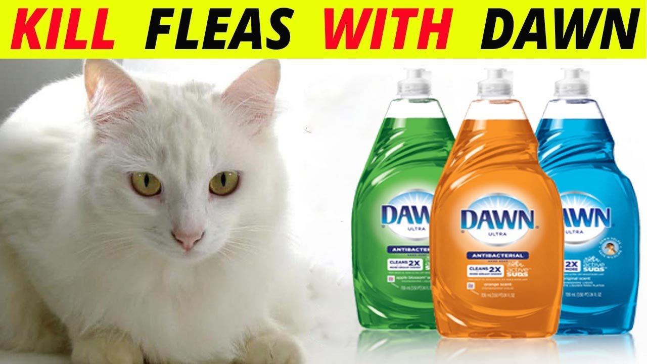 does dawn dish soap kill fleas on dogs