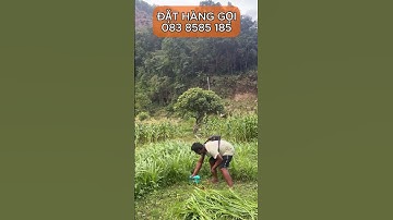 Máy cắt cỏ, tỉa cảnh chạy pin