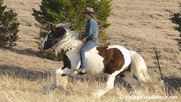 Gypsy Creek Oleander - bareback bridleless trail, mount, trot, lope-offs! - ValleyViewRanch.net