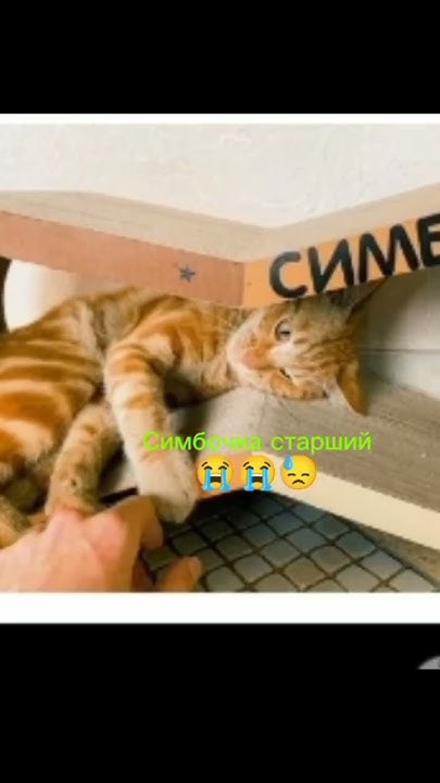 Симбочка старший😭😭😭 - YouTube