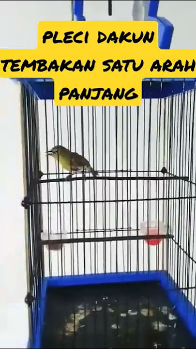 pleci dakun tembakan sejalur panjang panjang #plecimaniaindonesia #pleci #plecimania #shorts