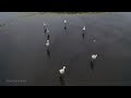 Белые аисты на Каспийском море. Полёт птиц. | Film Studio Aves